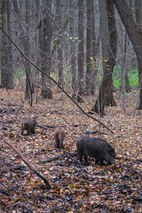 Wild boars are walking in the autumn forest