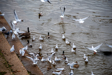 Pigeons, Gulls, Ducks and Crows in a feeding frenzy on the waterfront of a river.