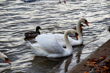 Mute Swan on the water of a river.