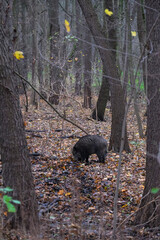 Wild boars are walking in the autumn forest