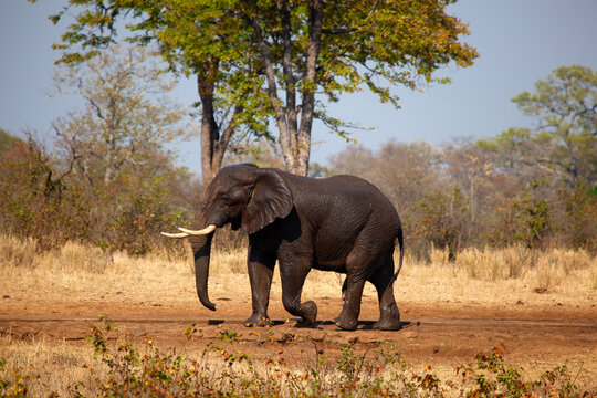 Side view of an Elephant walking through the bush after a mud bath, Kruger National Park, South Africa