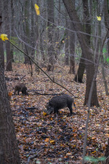 Wild boars are walking in the autumn forest