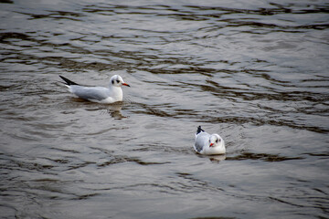 A Black-headed Gull paddling on the water on a river.