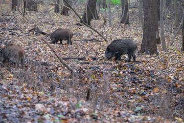 Wild boars are walking in the autumn forest