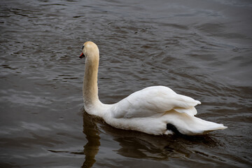 Mute Swan on the water of a river.