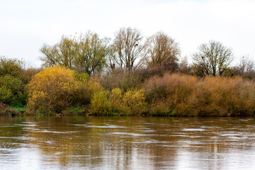 Fototapeta premium A riverscape with trees in autumn color on the waterfront.