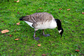 Canada Geese feeding on grass near a river.