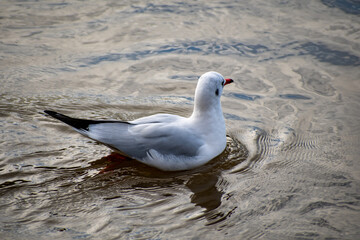 A Black-headed Gull paddling on the water on a river.