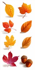 Fototapeta premium Colorful Autumn Leaves and Acorns Collection for Seasonal Use