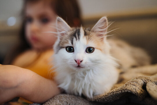 adorable fluffy cat with expressive eyes, charming small feline with tufted ears and attentive gaze