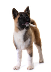 amerikan akita in studio