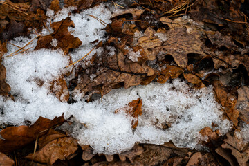 Close-up view of melting snow and ice crystals resting on a bed of decaying brown oak leaves on the forest floor in early winter.