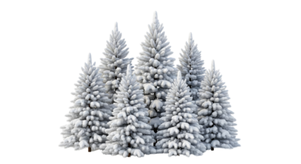 Christmas trees with snow isolated on white or transparent background