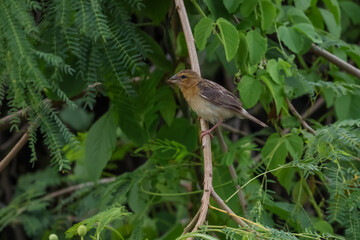 The bird is rest and stay in the tree