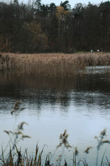 Autumn trees in yellow forest. Park with fallen leaves on the foreground	