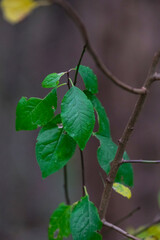 Autumn trees in yellow forest. Park with fallen leaves on the foreground	