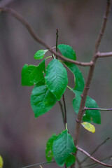 Autumn trees in yellow forest. Park with fallen leaves on the foreground	