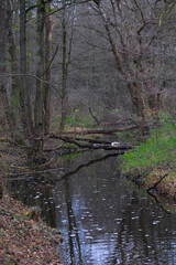 Autumn trees in yellow forest. Park with fallen leaves on the foreground	