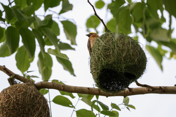 The yellow bird on Build nest from dry stick hay in nature