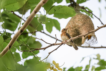 The yellow bird on Build nest from dry stick hay in nature