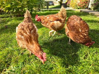 Happy free-range hens pecking grass on a sunny agricultural farm; organic poultry farming, natural environment, brown chickens in the background of a garden lawn.