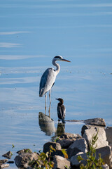 A heron and a cormorant stand together in shallow, reflective water near rocks under a calm sky.
