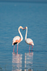 Two flamingos stand in shallow water, their curved necks forming a heart shape in a serene lakeside scene