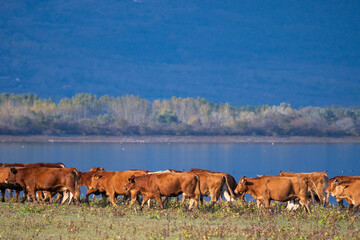 Brown cows wade through shallow water in a tranquil rural landscape 