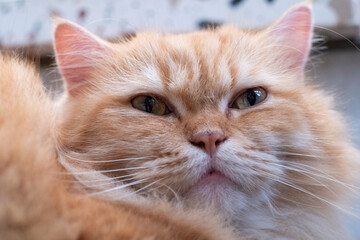 The Portrait of a cat