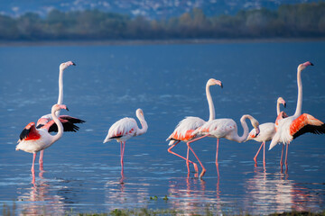 Flamingos wade and feed in a tranquil lake, their reflections shimmering beneath a soft mountain backdrop.