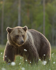 Brown bear, the king of taiga at summer scenery