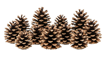 Christmas pine cones   pine cone on white background PNG image