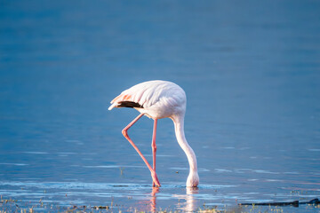 A flamingo feeds with its head submerged in calm blue water, its elegant form reflected in...