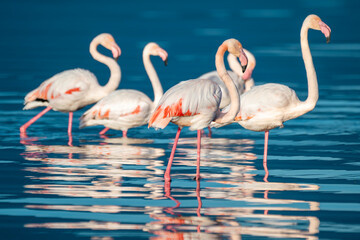 A group of  flamingos stand gracefully in shallow blue water, their reflections shimmering beneath soft light and varied poses.