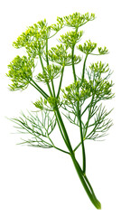 Fototapeta premium Fresh dill plant isolated on transparent background, showcasing its delicate foliage