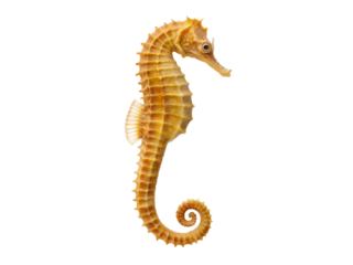 Seahorse isolated on transparent background, a small marine fish in the genus hippocampus