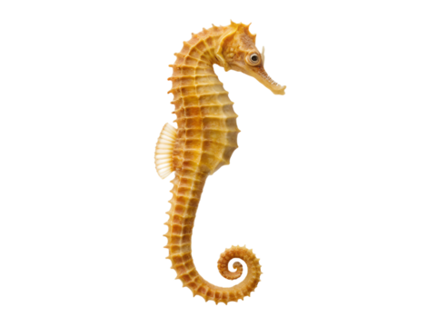 Seahorse isolated on transparent background, a small marine fish in the genus hippocampus