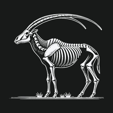 Detailed anatomical illustration of a scimitar horned oryx skeleton.
