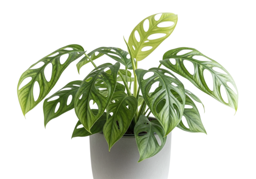 Monstera Adansonia in a Gray Pot against a White Background Revealing its Unique Perforated Leaves and Vibrant Green Hue
