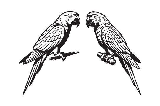 Two macaw parrots perched on branches in a vintage illustration style