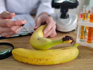 Scientist injecting liquid into banana in laboratory to study genetic modifications or effects on...