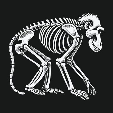 Scientific anatomical illustration of a complete monkey skeleton.