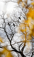 Black crows, birds in trees, yellow leaves, bokeh sky, minimalist beauty of nature and wildlife.
