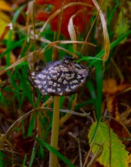 mushroom in the forest