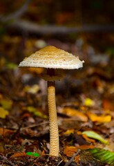 mushroom in the forest