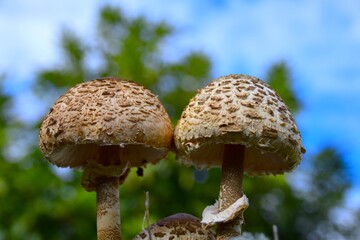 mushroom in the forest