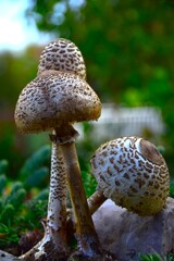 mushroom in the woods
