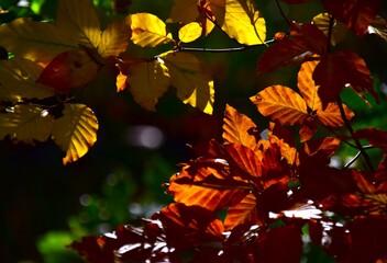 autumn leaves on a tree