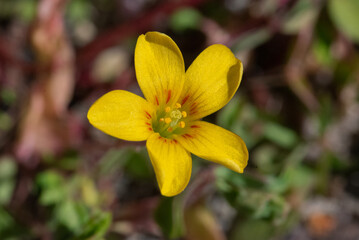 A small yellow wood sorrel flower, showcasing its delicate structure against a blurred background of greenery