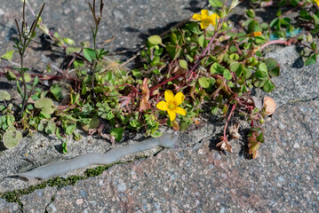 Delicate yellow flowers and lush greenery emerge from cracks in a weathered concrete surface